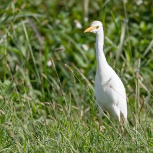 Koereiger -  Apopka Wildlife drive