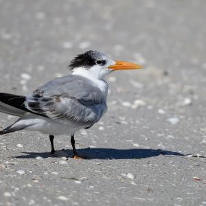 Koningsstern - Sanibel island