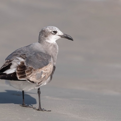 Lachmeeuw - Sebastian inlet