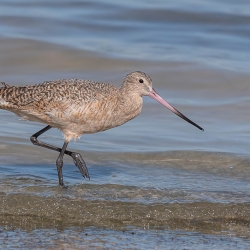 Marmergrutto - Honeymoon island