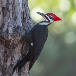 Noordamerikaanse helmspecht - Sanibel island