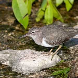 Oeverloper - Sanibel island