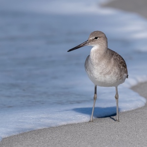 Oostelijke Willet - Captiva island