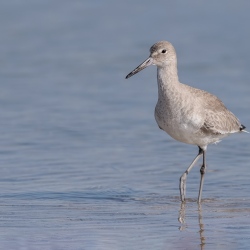 Oostelijke Willet - Fort de Soto