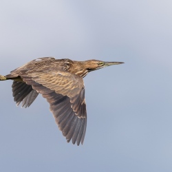 Roerdomp -  Apopka Wildlife drive