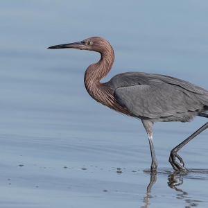 Roodkeelreiger - Honeymoon island