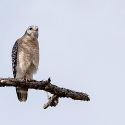 Roodschouderbuizerd - Big Cypress Everglades