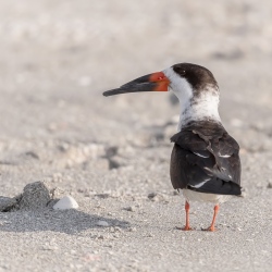 Black Skimmer- Sanibel island