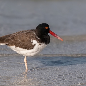 Scholekster - Honeymoon island