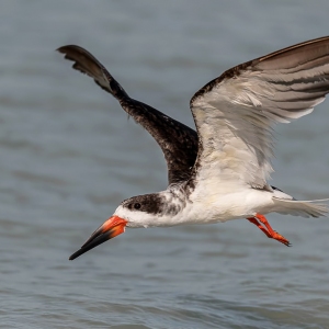 Black Skimmer - Fort de Soto