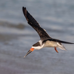 Black Skimmer - Sebastian inlet