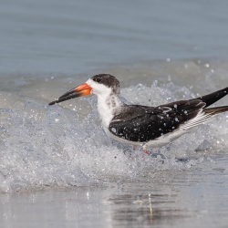 Black Skimmer - Fort de Soto