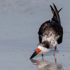 Black Skimmer - Fort de Soto