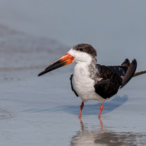 Black Skimmer - Fort de Soto