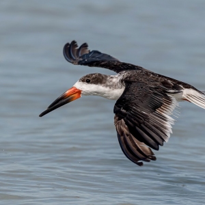 Black Skimmer - Fort de Soto