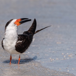 Black Skimmer - Fort de Soto