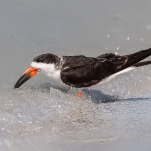 Black Skimmer - Fort de Soto