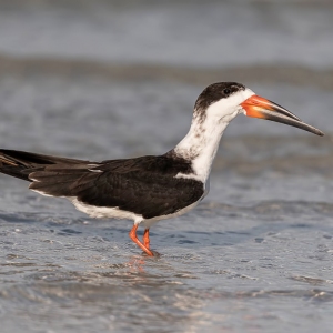 Black Skimmer  - Fort de Soto