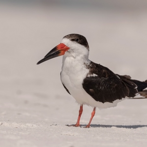 Black Skimmer - Fort de Soto