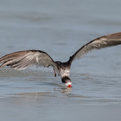 Black Skimmer - Fort de Soto