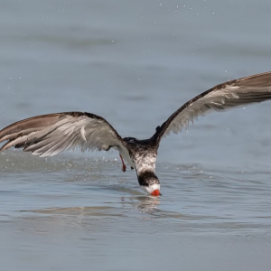 Black Skimmer - Fort de Soto