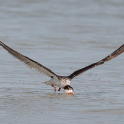 Black Skimmer - Fort de Soto