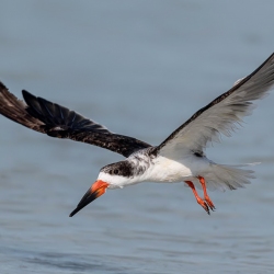 Black Skimmer - Fort de Soto