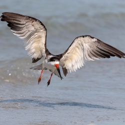 Black Skimmer - Fort de Soto