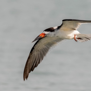 Black Skimmer- Sebastian inlet