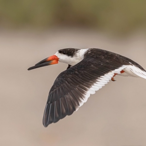 Black Skimmer - Sebastian inlet