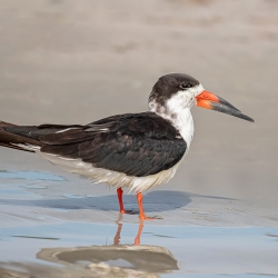 Black Skimmer - Sebastian inlet