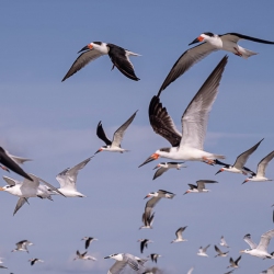 Black Skimmer - Fort de Soto