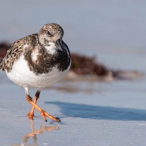 Steenloper - Honeymoon island