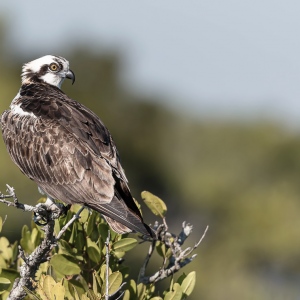 Visarend - Merritt island