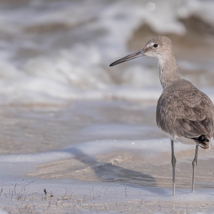 Willet - Merritt island