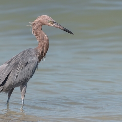 Witbuikreiger - Sanibel island