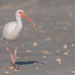 Witte ibis - Sebastian inlet