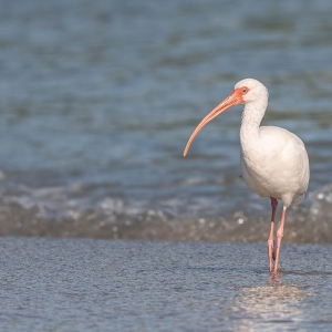 Witte ibis - Sebastian inlet