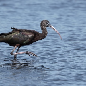 Zwarte ibis -Merrit island Blackpoint Wildlife drive