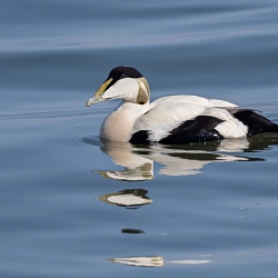 Eider - Texel