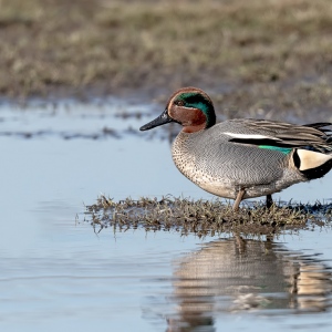 Wintertaling - Spaarndam