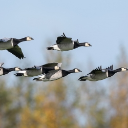 Brandgans - polder Arkemheen