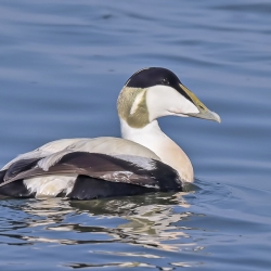 Eider - Texel