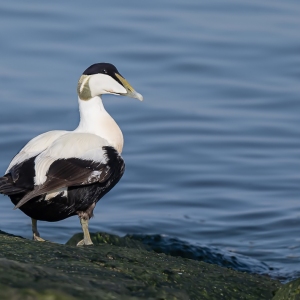 Eider - Texel