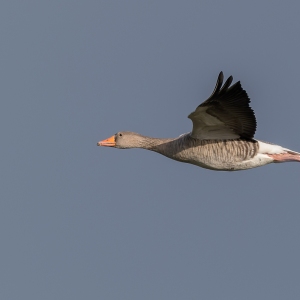 Grauwe gans - polder Arkemheen