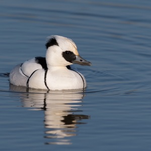 Nonnetje - polder Arkemheen