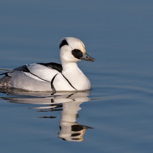 Nonnetje - polder Arkemheen