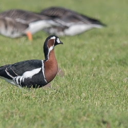 Roodhalsgans - polder Arkemheen