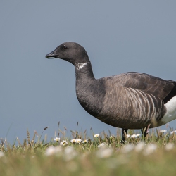 Rotgans - Texel