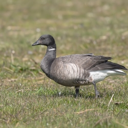 Rotgans - Texel